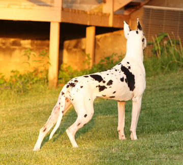 harlequin Dane
