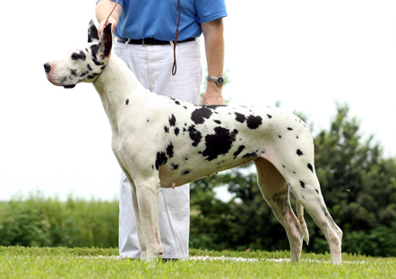 adult harlequin Great Dane
