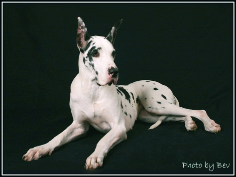 Ch Payaso Flighty Star Alliance, CGC