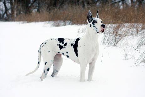 harlequin great dane in snow