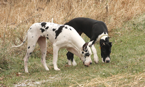 harlequin and mantle great danes