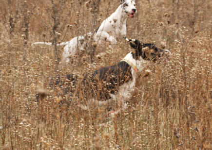 great danes playing