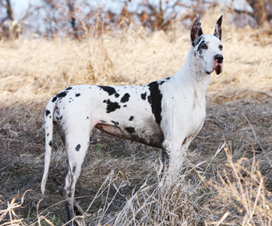muddy harlequin dane
