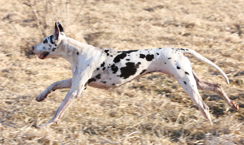 harl dane running