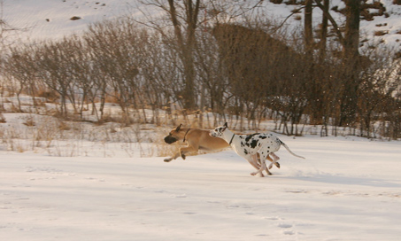Great Danes running full speed