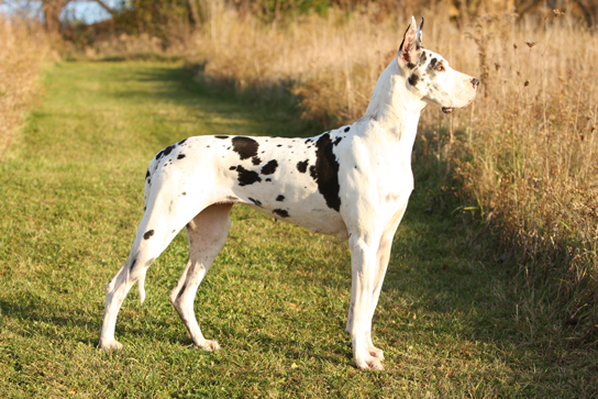 show marked harlequin great dane