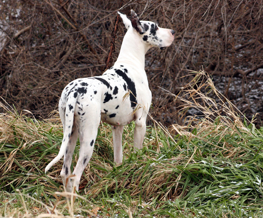 adult harlequin great dane