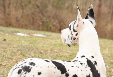 cropped ears great dane