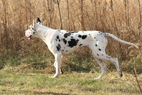 harlequin great dane