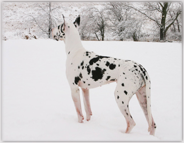 female harlequin great dane