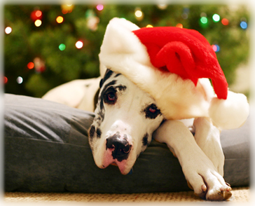 Happy Holidanes! Skyy Christmas 06