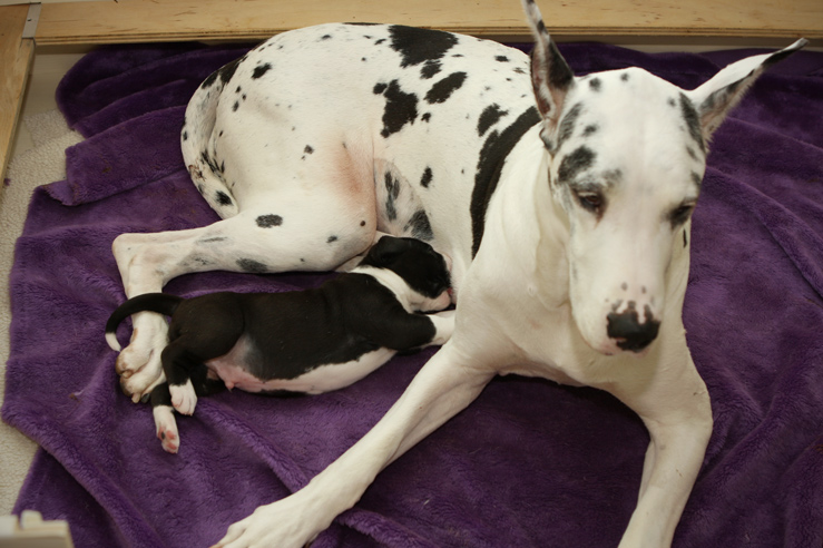 3 week old Great Dane