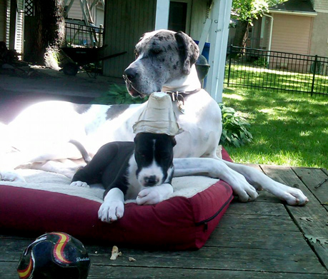 great danes