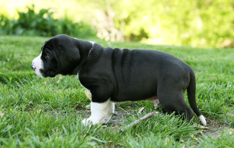 4 week old great dane puppy