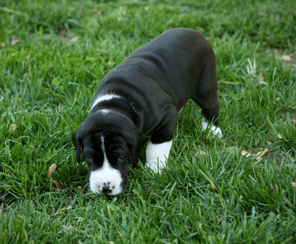 4 week old great dane puppy