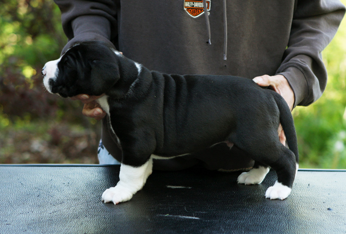 4 week old great dane puppy