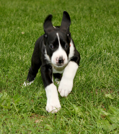 mantle great dane puppy running