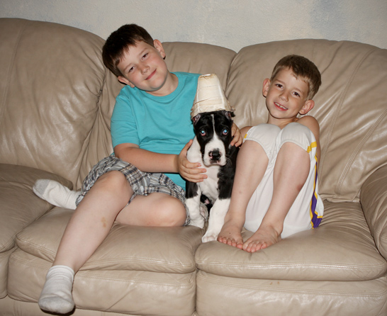 great dane puppy with kids
