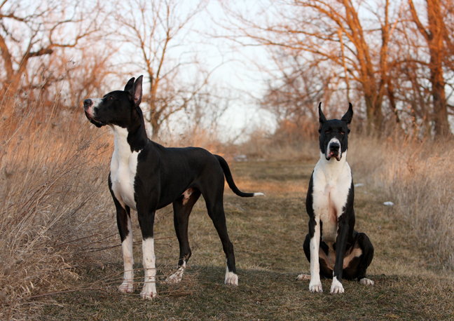 flighty foto great danes