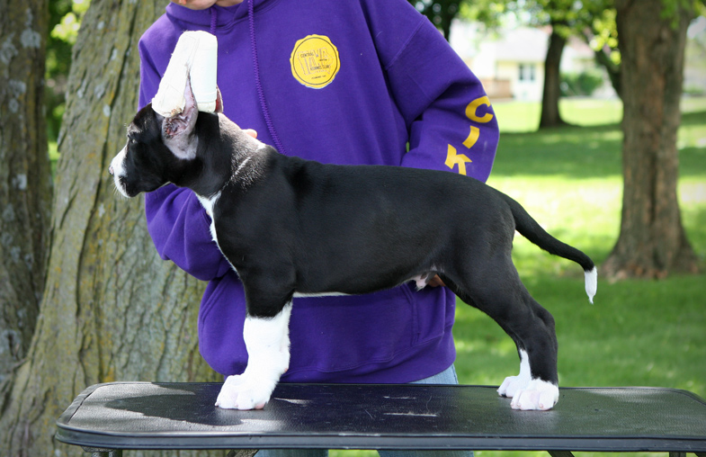 show quality mantle great dane puppy