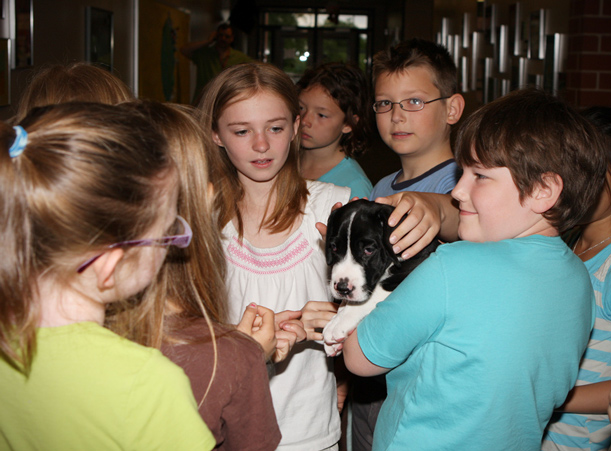 great dane puppy with kids