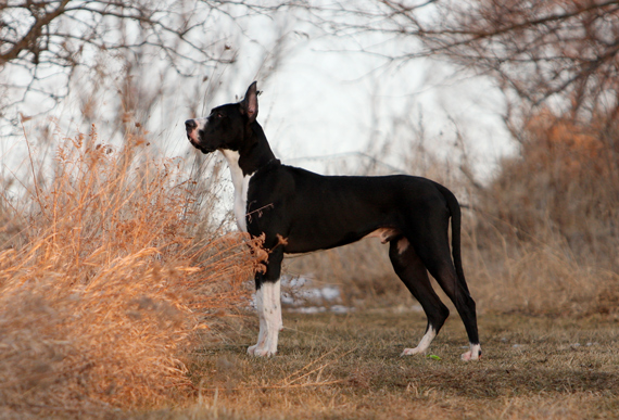 flighty foto great danes