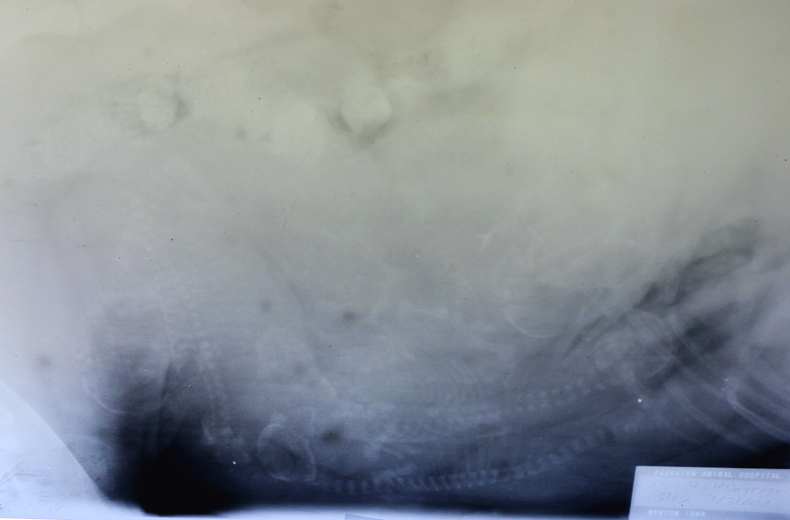 puppy x-ray
