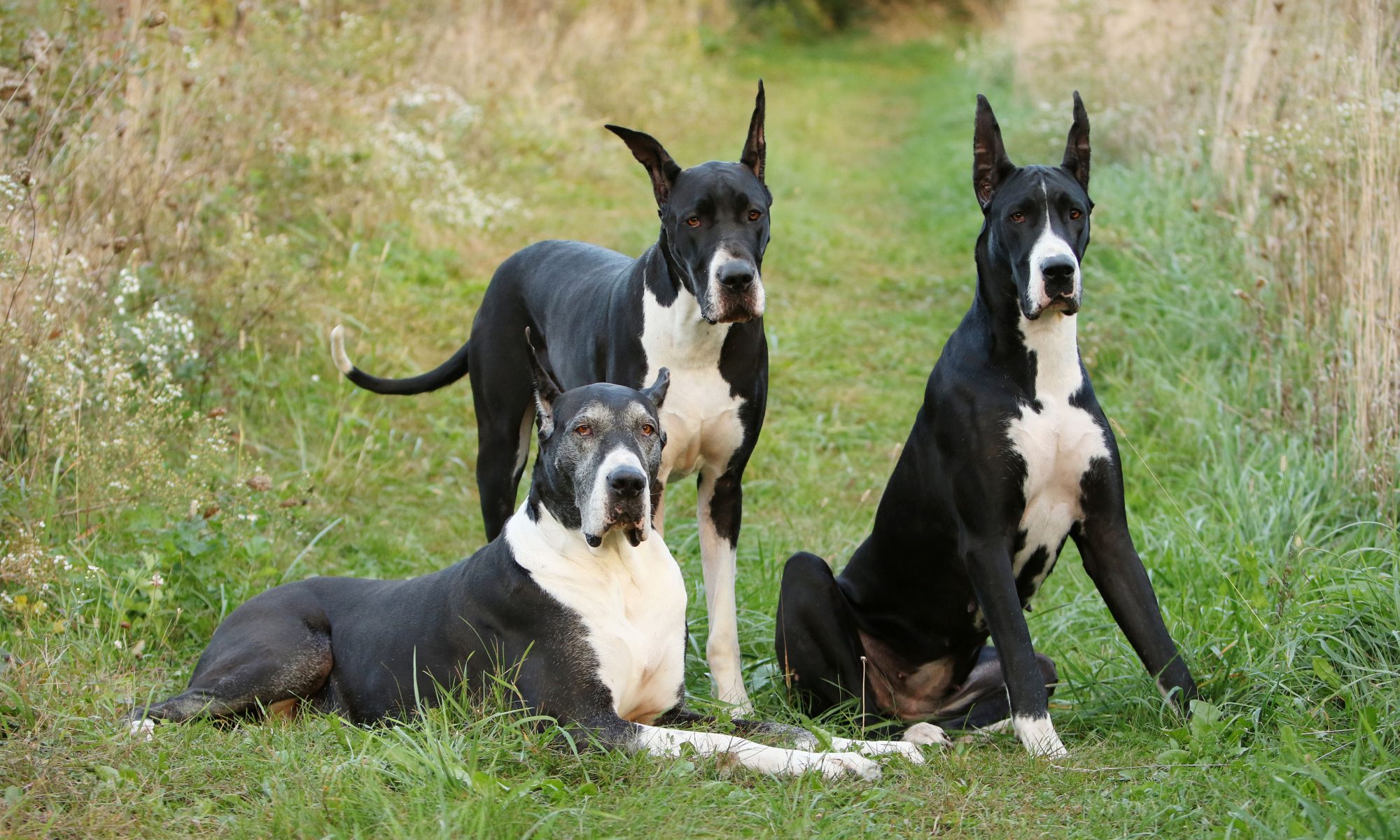 mantle great danes