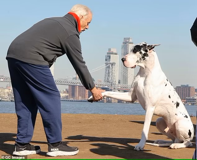 Bing the Great Dane with Bill Murray